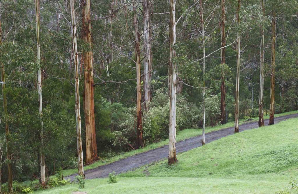 אפולו ביי Tall Trees Eco Retreat - Blackwood Cottage מראה חיצוני תמונה